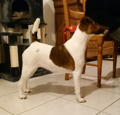 Étalon Fox Terrier Poil lisse - Star Lite Fubelfox