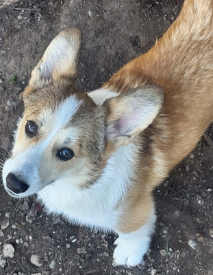 Étalon Welsh Corgi Pembroke - Alberta Jimper's (Sans Affixe)