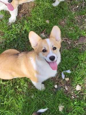Étalon Welsh Corgi Pembroke - Astoria Jimper's (Sans Affixe)