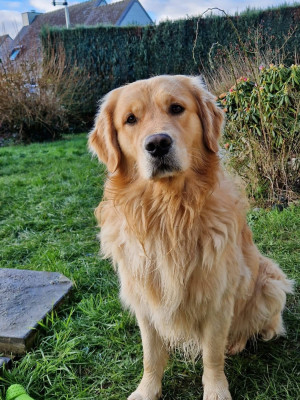 Étalon Golden Retriever - Uby des Elfes Du Vent