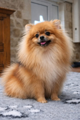 Daisy blagorodstvo s yuga