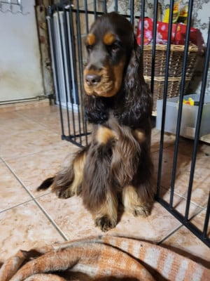Étalon Cocker Spaniel Anglais - April De L'Etoile Fortifiée
