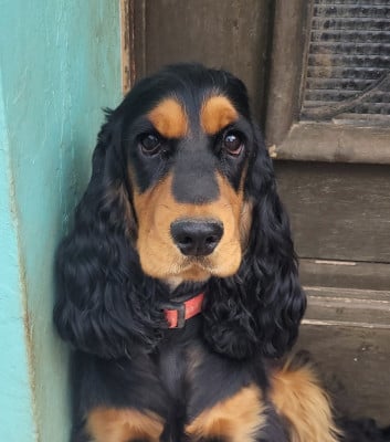 Étalon Cocker Spaniel Anglais - Vesper De L'Etoile Fortifiée