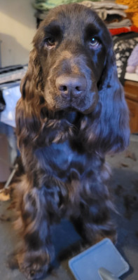 Étalon Cocker Spaniel Anglais - VI De L'Etoile Fortifiée