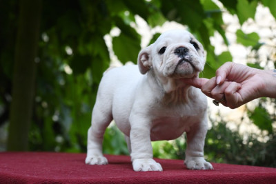 Étalon Bulldog Anglais - UTAWA Di Vendra Nera