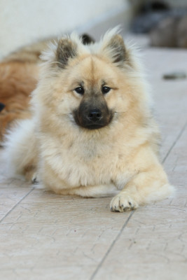 Étalon Eurasier - Valkyrie De l'Alanjaylin