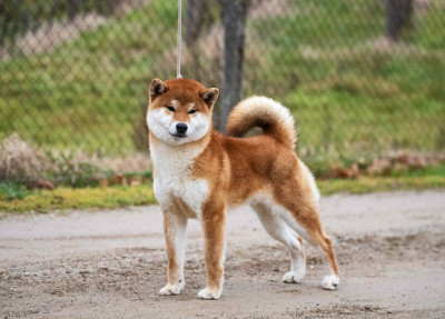 Étalon Shiba - Makunouchi Go beniookamisou