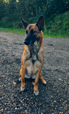 Étalon Berger Belge - R'Tone Du Lac Merlas