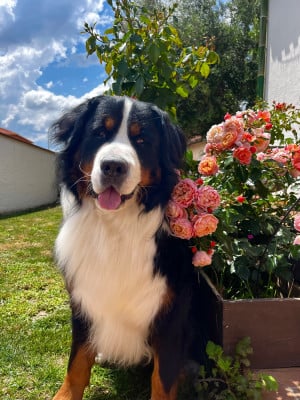 Étalon Bouvier Bernois - Saïko du Jardin d Émeraude }