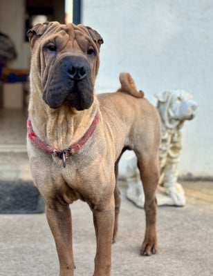 Étalon Shar Pei - Vasan Des Rêves De Yamaja