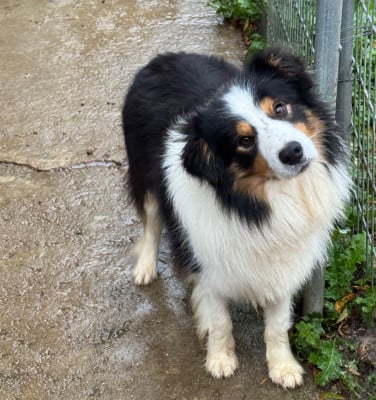 Étalon Border Collie - VENOM Du Pic De Nore