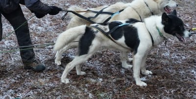 Étalon Chien du Groenland - Lounoock's T'Ulva