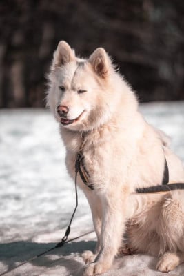 Étalon Laika de iakoutie - polar laika One Moonlight Melody of Volk