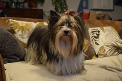 Étalon Biewer Terrier - SAMBA Titre Initial