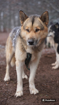 Étalon Chien du Groenland - Dena Of Nordic Dreams Suluk