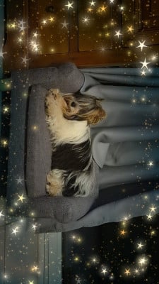 Étalon Biewer Terrier - B-ANITA klan biewer rott