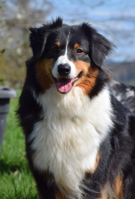 Étalon Berger Australien - RAVEN Du Mont Des Jonquilles