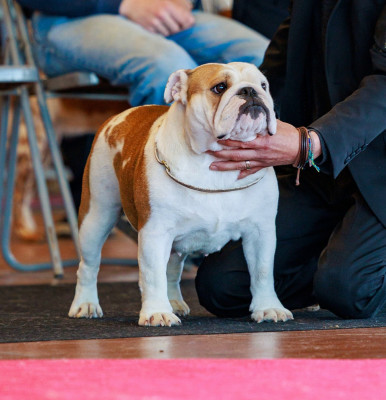 Étalon Bulldog Anglais - Vénus Storm Des éclats De Cassiopée