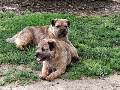 Étalon Border Terrier - vadrouille du moulin du temple Of Sharper's