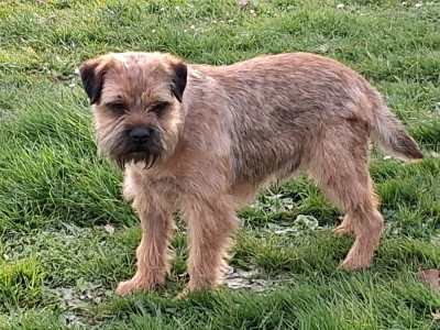 Étalon Border Terrier - vizmo de champagne of course Of Sharper's