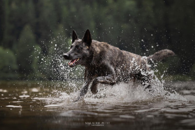 Étalon Berger hollandais - CH. Toruk Makto Du Royaume De Pandora