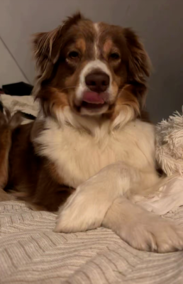 Étalon Berger Australien - Unesse De La Vallée Du Bozançon