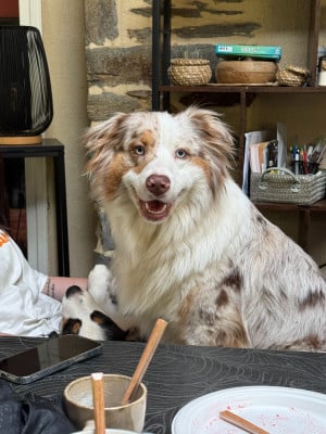 Étalon Berger Australien - Uguette du pré des elfes