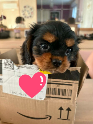 Étalon Cavalier King Charles Spaniel - Brooklyn Du Rêve D'Hanstie