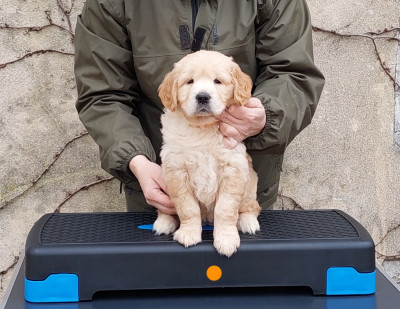 Étalon Golden Retriever - Pemberley Fields Addicted to you