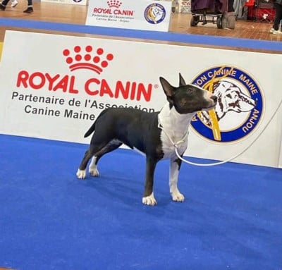 Étalon Bull Terrier Miniature - CH. Unicorn princess zelda du Royal Belvédère