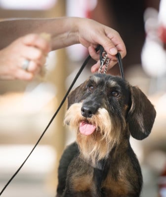 Étalon Teckel poil dur - guinol's VON AERT