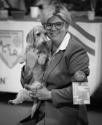 Étalon Teckel poil dur - CH. TIME FOR THE TEA Des Stars De La Neste D'Aure