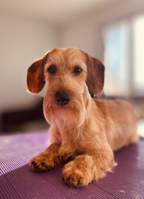 Étalon Teckel poil dur - CH. TOP-MODELE Des Stars De La Neste D'Aure