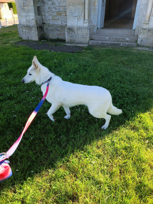 Étalon Berger Blanc Suisse - Venus Legends of Marwarita