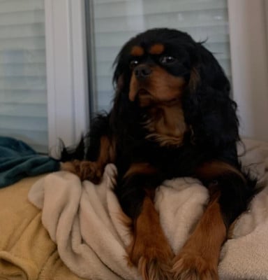 Étalon Cavalier King Charles Spaniel - Re'noir du royaume des cavaliers valaisans