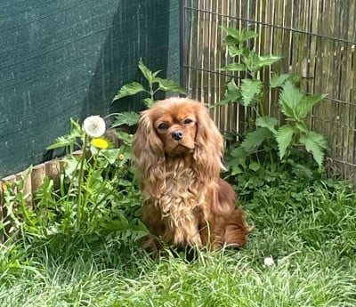Étalon Cavalier King Charles Spaniel - Uzzy D'un Souvenir Fauve