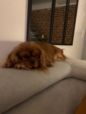 Étalon Cavalier King Charles Spaniel - Turquoise D'un Souvenir Fauve