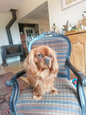 image de Viana Moog de la maison d'herbouville