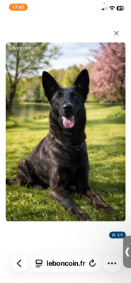 Étalon Berger hollandais - Rafale des soldats de krist ale