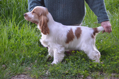 Étalon Cocker Spaniel Anglais - ANGY du cottage de sweet mi lady