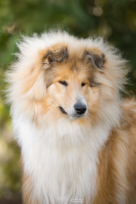 Étalon Colley à poil long - Altesse Royale Du Royaume De Saftempie