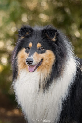 Étalon Colley à poil long - Vinci du domaine des émeraude du domaine des Emeraudes