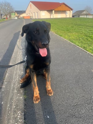 Étalon Berger de Beauce - Voyage-voyage dit vygo des fontaines de l'eau salée}