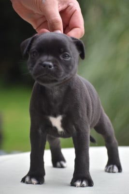 Étalon Staffordshire Bull Terrier - Skillstaff AGARTHA