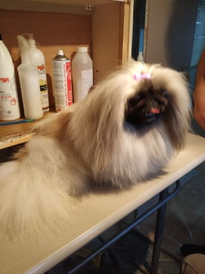 Étalon Pekinois - Des P'tits Bouts D'Entrain Romie