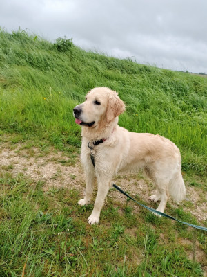 Étalon Golden Retriever - Rhéa Du domaine du Joli Bois