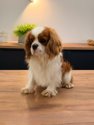Étalon Cavalier King Charles Spaniel - Vangely Du Mas De Dixie