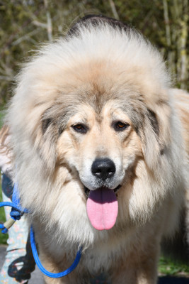 Étalon Dogue du Tibet - Valora Du Moury