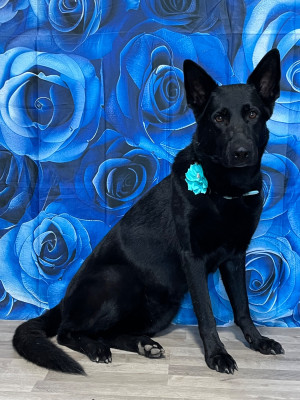 Étalon Berger Allemand - Prima Des Contreforts Du Vercors