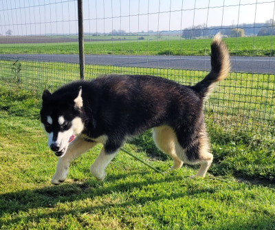 Étalon Alaskan Malamute - Athena Des marais de courmont